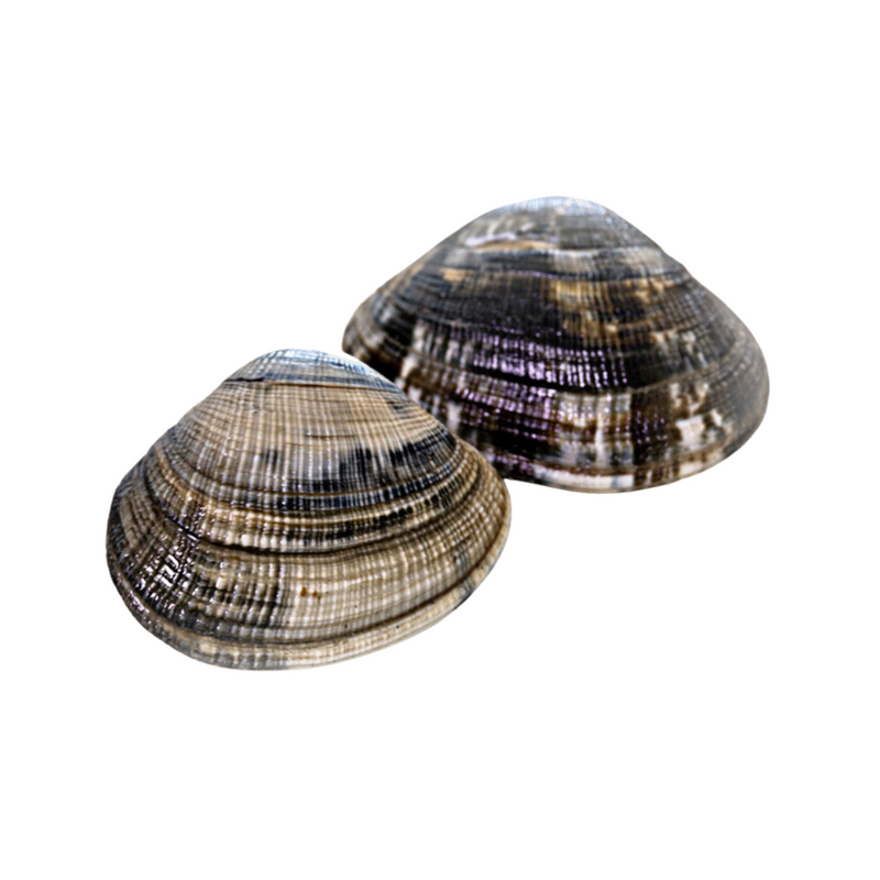 Vongole 1Kg